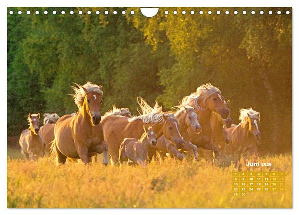 Produktbild: Haflinger: Die blonden Pferde von der Alm (Wandkalender 2026 DIN A4 quer), CALVENDO Monatskalender