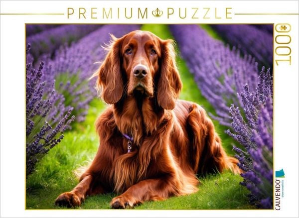 CALVENDO Puzzle Irish Setter im Lavendelfeld | 1000 Teile Lege-Größe 64x48cm Foto-Puzzle für glückliche Stunden