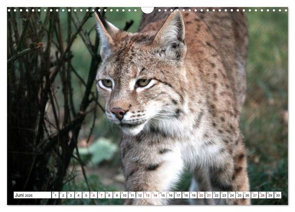 Produktbild: Familie Luchs - Die J&auml;ger mit dem Pinselohr (Wandkalender 2026 DIN A3 quer), CALVENDO Monatskalender