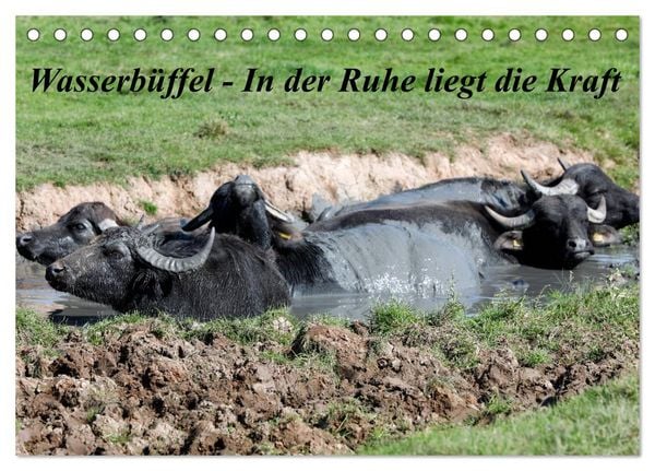 Produktbild: Wasserb&uuml;ffel - In der Ruhe liegt die Kraft (Tischkalender 2026 DIN A5 quer), CALVENDO Monatskalender