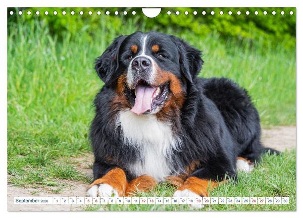 Produktbild: Berner Sennenhund - Ein Traum auf vier Pfoten (Wandkalender 2026 DIN A4 quer), CALVENDO Monatskalender