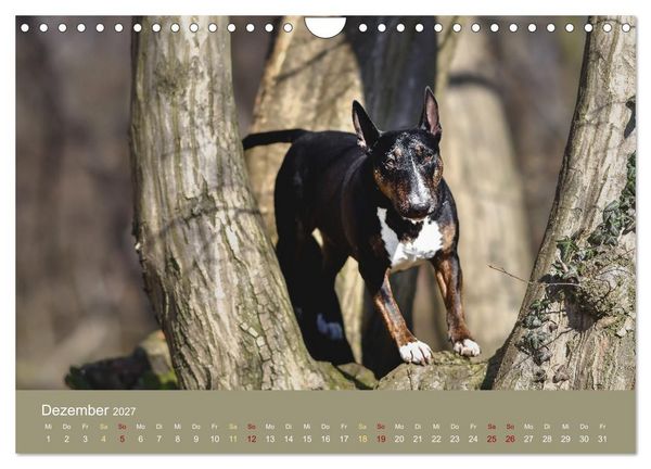 Produktbild: Bullterrier, liebenswerte Sturk&ouml;pfe (Wandkalender 2027 DIN A4 quer), CALVENDO Monatskalender