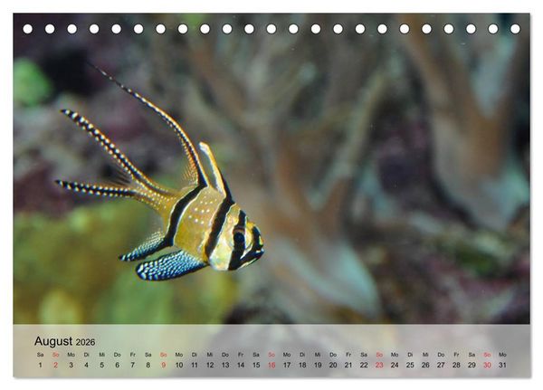 Produktbild: Knallbunte Wasserwelt. Die Welt der Fische (Tischkalender 2026 DIN A5 quer), CALVENDO Monatskalender