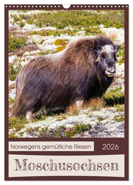 Produktbild: Moschusochsen - Norwegens gem&uuml;tliche Riesen (Wandkalender 2026 DIN A3 hoch), CALVENDO Monatskalender