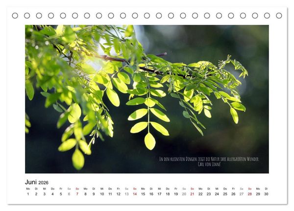 Produktbild: Bl&auml;tterreigen (Tischkalender 2026 DIN A5 quer), CALVENDO Monatskalender