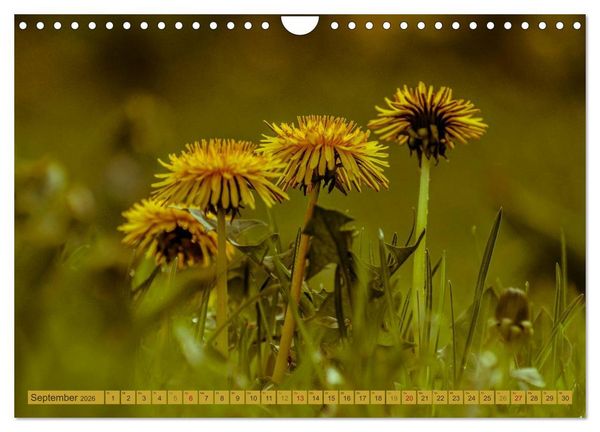 Produktbild: Wildwuchs 2026 (Wandkalender 2026 DIN A4 quer), CALVENDO Monatskalender