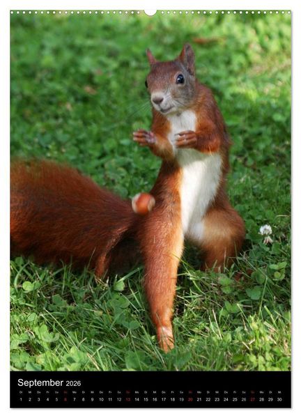 Produktbild: Eichh&ouml;rnchen (Wandkalender 2026 DIN A2 hoch), CALVENDO Monatskalender