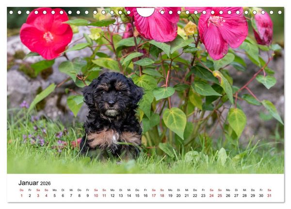 Produktbild: Maltipoo Welpen (Wandkalender 2026 DIN A4 quer), CALVENDO Monatskalender