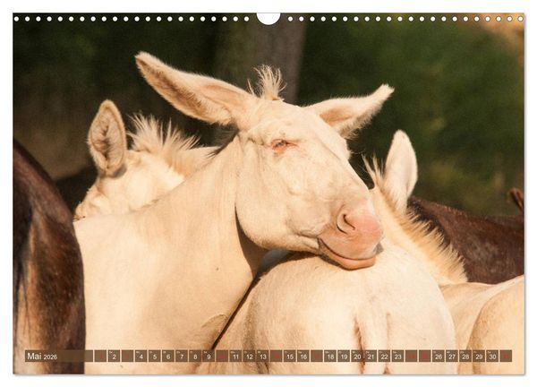 Produktbild: Lichtbringer - &Ouml;sterreichisch-Ungarische Barockesel (Wandkalender 2026 DIN A3 quer), CALVENDO Monatskalender