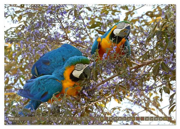 Produktbild: Tierparadies Pantanal (hochwertiger Premium Wandkalender 2026 DIN A2 quer), Kunstdruck in Hochglanz