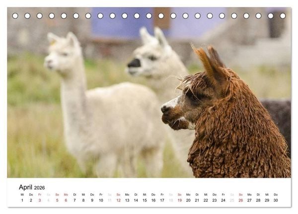 Produktbild: Peru - Land der Inkas und Alpakas (Tischkalender 2026 DIN A5 quer), CALVENDO Monatskalender