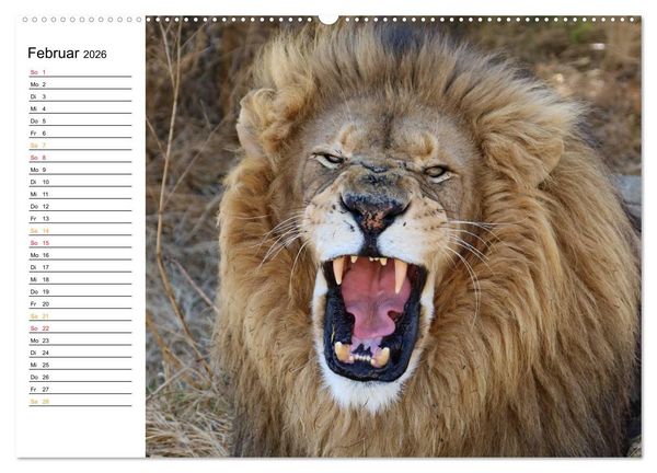 Produktbild: LION KING SELFIES L&ouml;wen hautnah (Wandkalender 2026 DIN A2 quer), CALVENDO Monatskalender