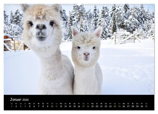 Produktbild: Alpakas zum Verlieben (hochwertiger Premium Wandkalender 2026 DIN A2 quer), Kunstdruck in Hochglanz