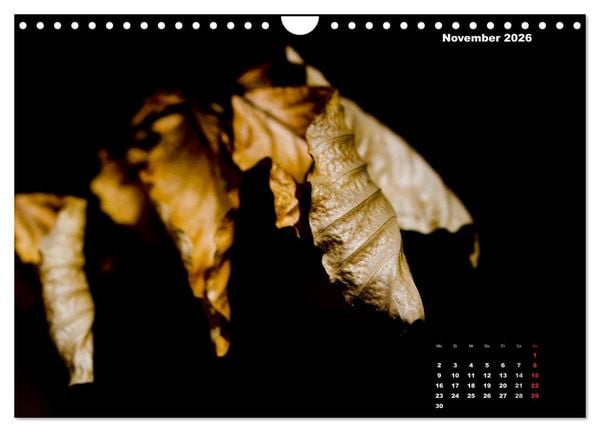 Produktbild: Der Natur auf der Spur - Makro-Fotografien der besonderen Art (Wandkalender 2026 DIN A4 quer), CALVENDO Monatskalender