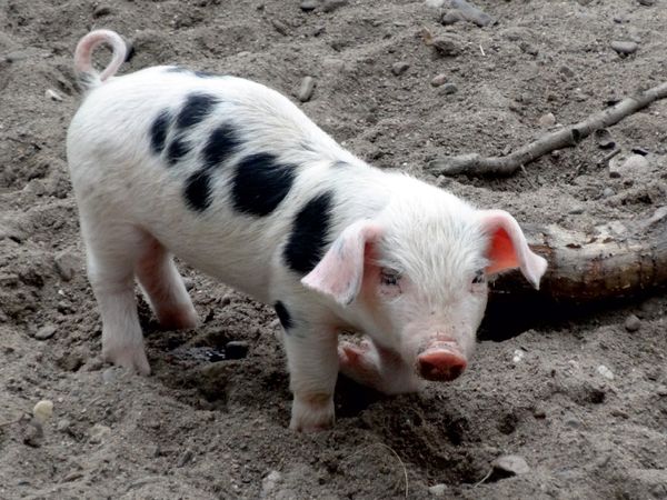 Produktbild: CALVENDO Puzzle Rosarotes Ferkel | 1000 Teile Lege-Gr&ouml;&szlig;e 64x48cm Foto-Puzzle f&uuml;r gl&uuml;ckliche Stunden