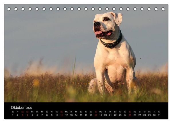 Produktbild: American Bulldog - stolz, loyal, einzigartig (Tischkalender 2026 DIN A5 quer), CALVENDO Monatskalender