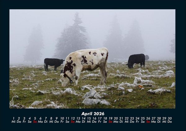 Produktbild: Kuhkalender 2026 Fotokalender DIN A4