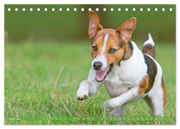 Produktbild: Jack Russell Terrier : vif et joueur (Calendrier de bureau 2026 DIN A5 vertical), CALVENDO calendrier mensuel