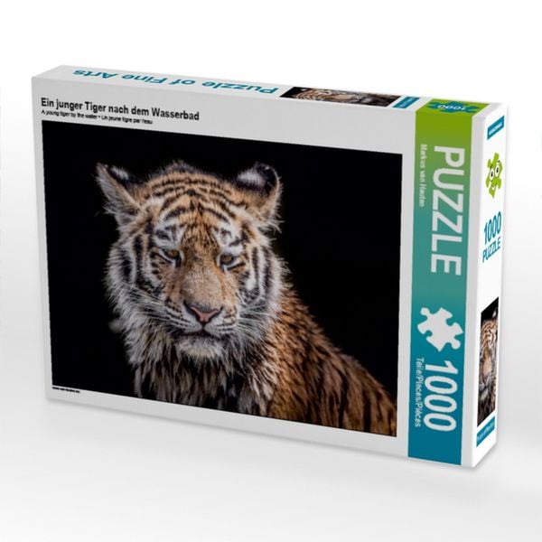 Produktbild: CALVENDO Puzzle Ein junger Tiger nach dem Wasserbad | 1000 Teile Lege-Gr&ouml;&szlig;e 64x48cm Foto-Puzzle f&uuml;r gl&uuml;ckliche Stunden