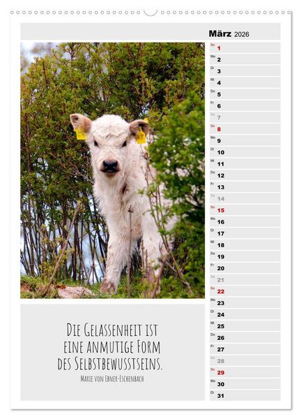 Produktbild: Coole Rindviecher (hochwertiger Premium Wandkalender 2026 DIN A2 hoch), Kunstdruck in Hochglanz
