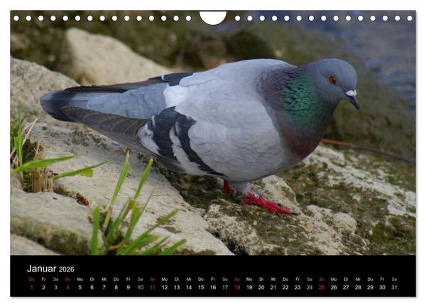 Produktbild: Tauben in der Stadt (Wandkalender 2026 DIN A4 quer), CALVENDO Monatskalender