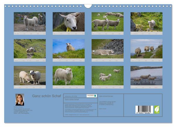 Produktbild: Ganz sch&ouml;n Schaf (Wandkalender 2026 DIN A3 quer), CALVENDO Monatskalender