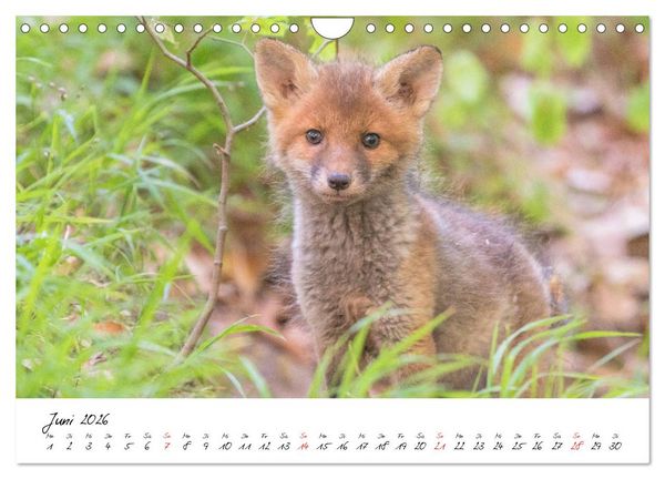 Produktbild: Fuchs entdeckt - im Naturparadies der Mecklenburgischen Seenplatte (Wandkalender 2026 DIN A4 quer), CALVENDO Monatskalender