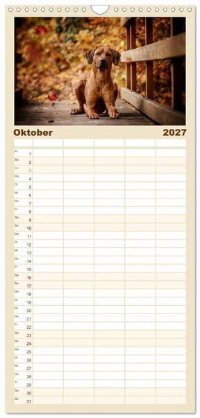 Produktbild: Familienplaner 2027 - Rhodesian Ridgeback - Herzen auf vier Pfoten mit 5 Spalten (Wandkalender, 21 x 45 cm) CALVENDO