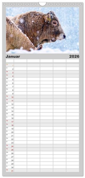 Produktbild: Familienplaner 2026 - Kuh und Co. mit 5 Spalten (Wandkalender, 21 x 45 cm) CALVENDO