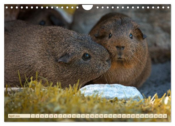 Produktbild: MEERSCHWEINCHEN neugierig - s&uuml;&szlig; - liebenswert (Wandkalender 2026 DIN A4 quer), CALVENDO Monatskalender