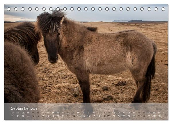 Produktbild: Islandpferde - Stolz und Stark durch Sommer und Winter (Tischkalender 2026 DIN A5 quer), CALVENDO Monatskalender