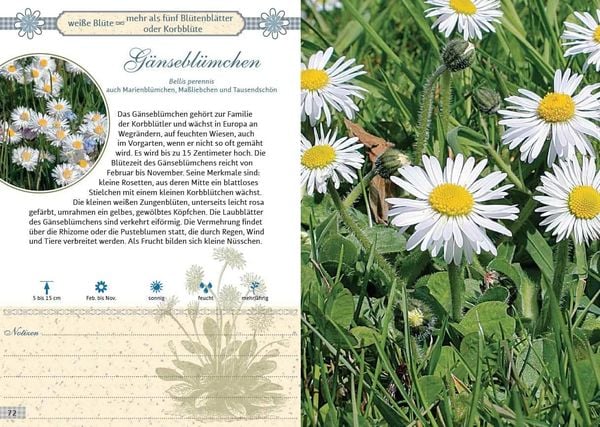 Produktbild: Mein Wildkr&auml;uterf&uuml;hrer. &Uuml;ber 150 Wildpflanzen sammeln, erkennen & bestimmen.