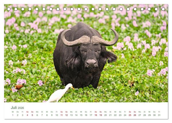 Produktbild: Tierwelten UGANDA (Tischkalender 2026 DIN A5 quer), CALVENDO Monatskalender