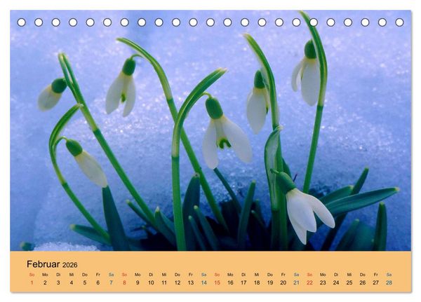 Produktbild: Wildblumen 2026 (Tischkalender 2026 DIN A5 quer), CALVENDO Monatskalender
