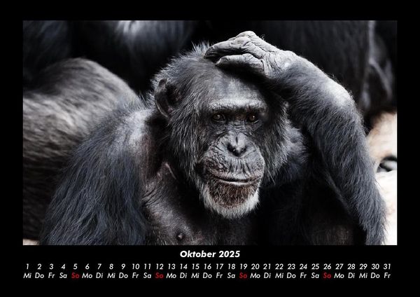 Produktbild: Affen 2025 Fotokalender DIN A3
