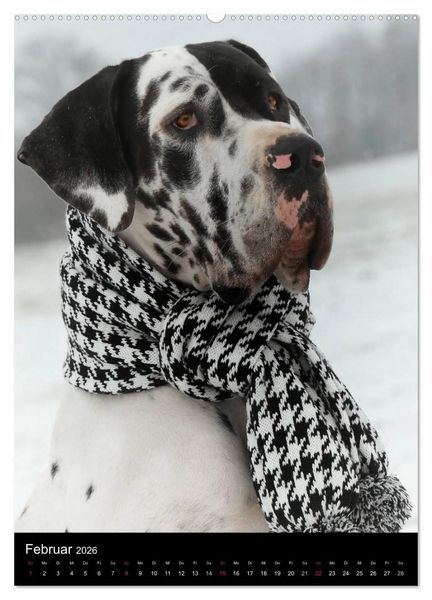 Produktbild: Faszination Deutsche Dogge (Wandkalender 2026 DIN A2 hoch), CALVENDO Monatskalender