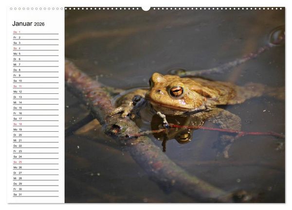 Produktbild: Amphibien und Reptilien (hochwertiger Premium Wandkalender 2026 DIN A2 quer), Kunstdruck in Hochglanz