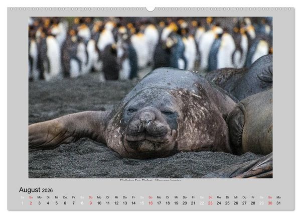 Produktbild: Tierleben in der Antarktis (Wandkalender 2026 DIN A2 quer), CALVENDO Monatskalender