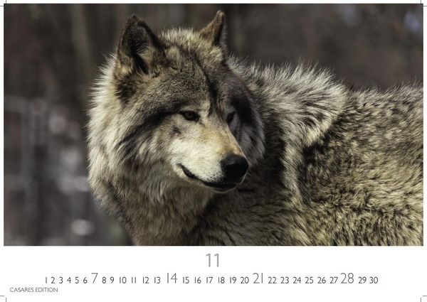 Produktbild: W&ouml;lfe Kalender 2027 &ndash; Wandkalender | Fotokalender Tierkalender 35x50cm Grosses Format - . mit faszinierenden Wolf-Motiven,.