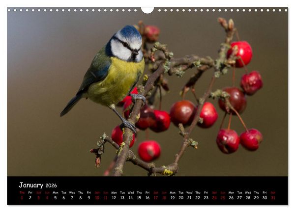 Produktbild: Popular garden birds of the united kingdom (Wall Calendar 2026 DIN A3 landscape), CALVENDO 12 Month Wall Calendar