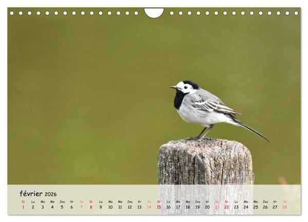 Produktbild: OISEAUX des Jardins et For&ecirc;ts (Calendrier mural 2026 DIN A4 vertical), CALVENDO calendrier mensuel