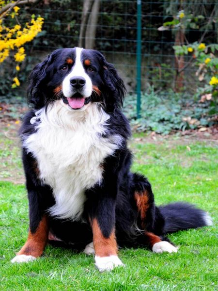 Produktbild: CALVENDO Puzzle Ein Motiv aus dem Kalender B&Auml;R - Der Berner Sennenhund | 1000 Teile Lege-Gr&ouml;&szlig;e 64x48cm Foto-Puzzle f&uuml;r gl&uuml;ckliche Stunden