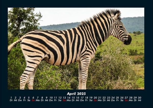 Produktbild: Zebrazauber 2025 Fotokalender DIN A4