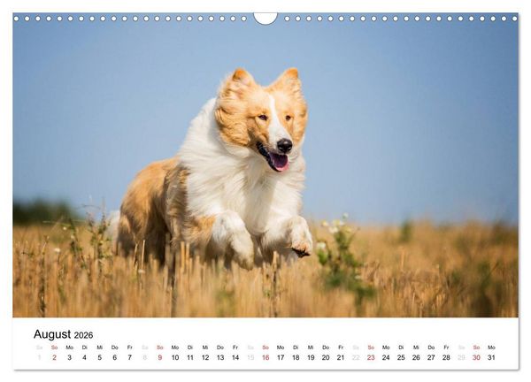 Produktbild: Collies 2026 in Kurz- und Langhaar (Wandkalender 2026 DIN A3 quer), CALVENDO Monatskalender