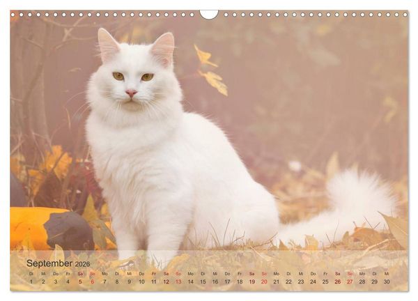 Produktbild: Katzen 2026 Bezaubernde Samtpfoten (Wandkalender 2026 DIN A3 quer), CALVENDO Monatskalender