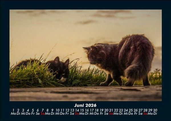 Produktbild: F&uuml;r Katzenfreunde 2026 Fotokalender DIN A5