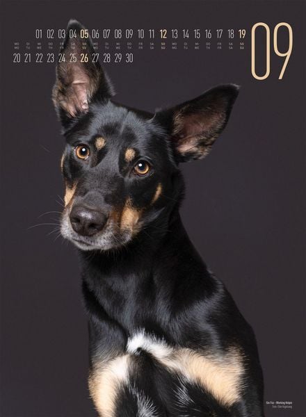 Produktbild: Frei Schnauze Kalender 2027