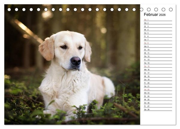 Produktbild: Goldig durch das Jahr! (Tischkalender 2026 DIN A5 quer), CALVENDO Monatskalender
