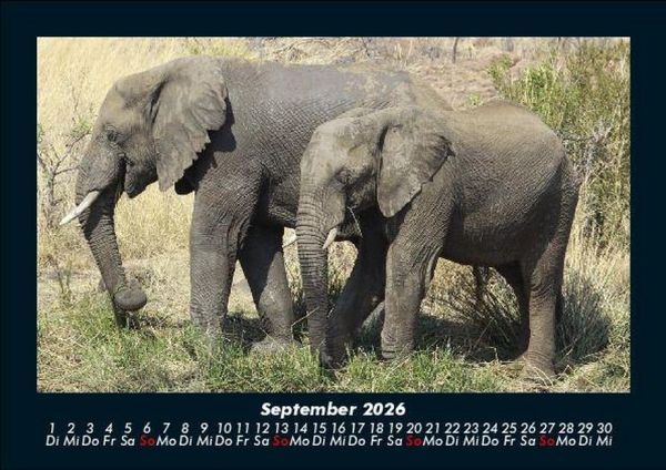 Produktbild: Der Elefantenkalender 2026 Fotokalender DIN A5