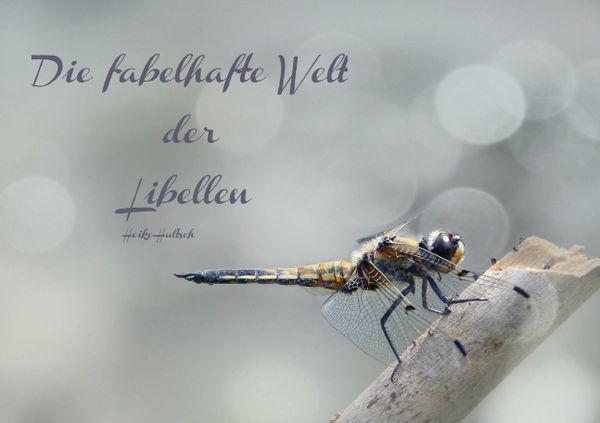 Produktbild: Die fabelhafte Welt der Libellen (Tischaufsteller DIN A5 quer)